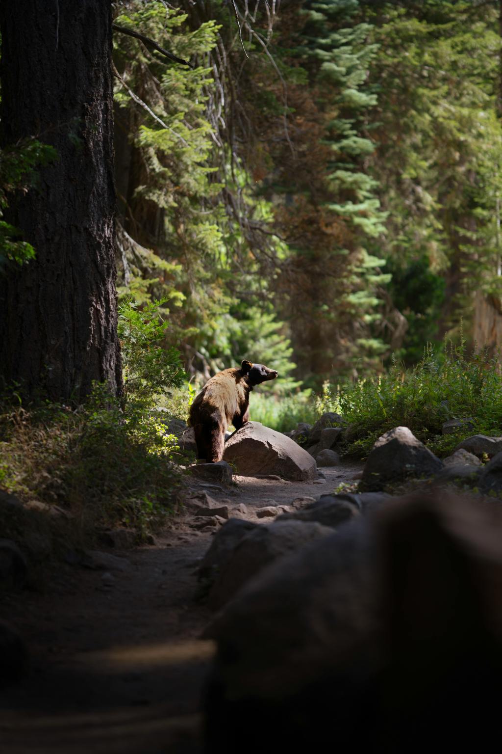 Why Did I Create&nbsp;R4R?